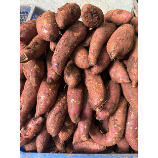 Khoai lang mật tà nùng, đà lạt 1kg