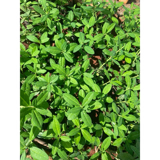 Combo 10 cây thạch anh (cây công đức)