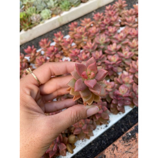 sen đá đỏ+cam vỉ cành