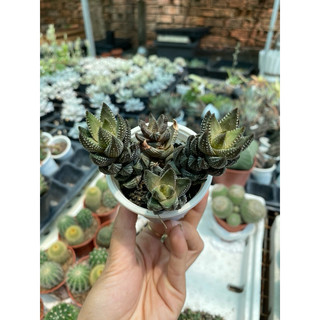 cây móng rồng xanh