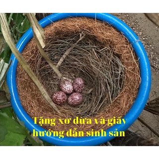 Tổ chim cho chào mào 13cm tặng giấy hướng dẫn sinh sản