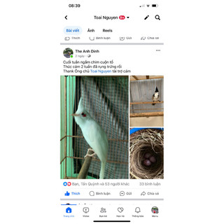 cám kích đẻ cho chào mào
