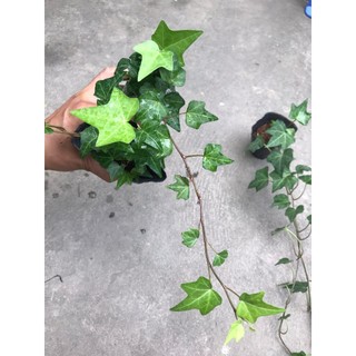 Cây thường xuân lá xanh, lá var
