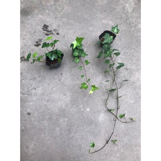 Cây thường xuân lá xanh, lá var