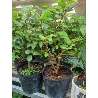 Chậu cây sung ăn quả - sung bonsai mini