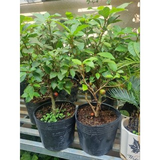 Chậu cây sung ăn quả - sung bonsai mini