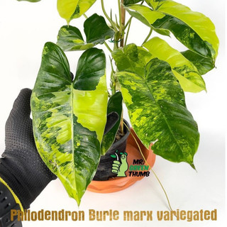 Cây trầu bà tỷ phú - burle marx var lá đột biến, dễ chăm, dễ nhân giống