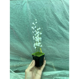cỏ giấy Livida Mexico, utricularia Livida Mexico