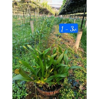 Phong lan vũ nữ vàng