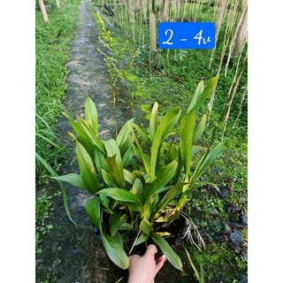 Phong lan vũ nữ vàng