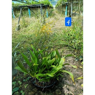 Phong lan vũ nữ vàng