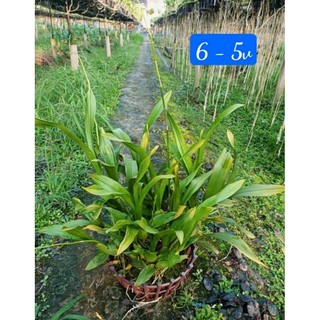 Phong lan vũ nữ vàng
