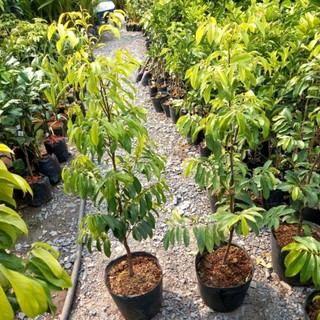 Cây 🌲 Thị... Thơm cao 1m4