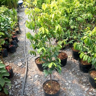 Cây 🌲 Thị... Thơm cao 1m4