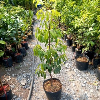Cây 🌲 Thị... Thơm cao 1m4