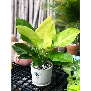 Chậu Sứ Trầu Bà Đế Vương Xanh