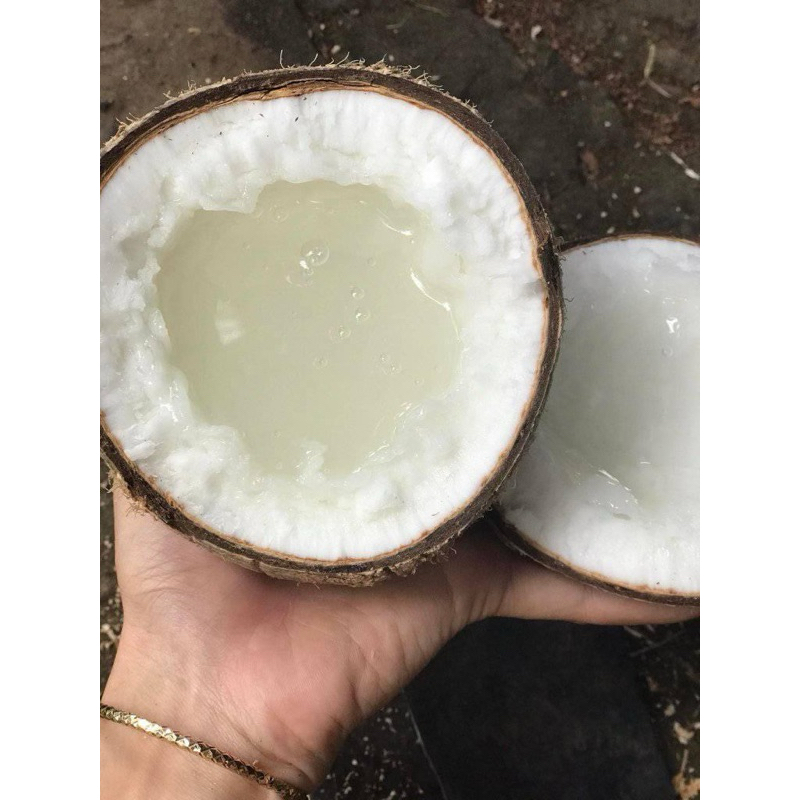 dừa sáp cầu kè