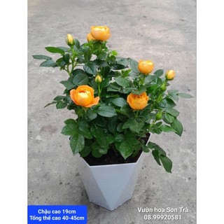 Hoa hồng tezza cam cá hồi, đang hoa.