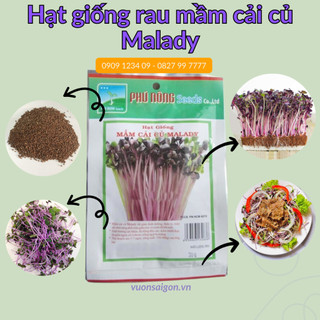 Hạt giống rau mầm củ cải tím Phú Nông Malady, gói 30g,hạt chắc khỏe,tỉ lệ nẩy mầm cao (Vườn Sài Gòn)
