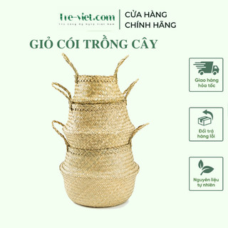 Giỏ cói đựng đồ - chậu cói trồng cây - sedge basket | tre việt