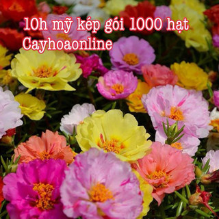 Hạt giống 10h mỹ kép gói 1000 hạt