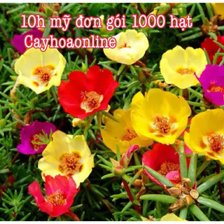 Hạt giống 10h mỹ đơn gói 1000 hạt