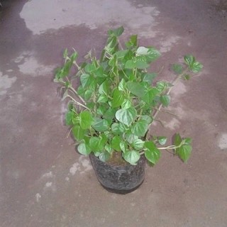 Cây giống rau càng cua