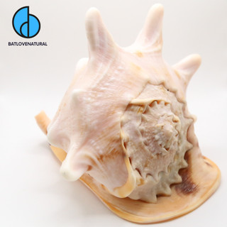 Vỏ ốc Queen Helmet Conch - Vỏ ốc trang trí - Vỏ ốc đẹp