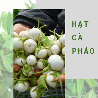 Hạt cà pháo xanh, trắng hoặc tím f1