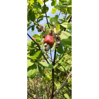 4 hạt giống điều đỏ Bình Phước