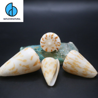 Vỏ ốc Conus Trắng Vàng - Vỏ ốc trang trí nhiều kích thước - Vỏ ốc đẹp