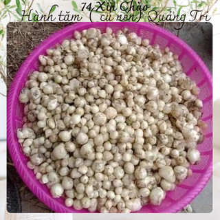 Củ nén Quảng Trị mix củ nhỏ + to