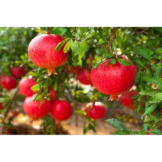 CÂY GIỐNG LỰU ĐỎ HẠT MỀM