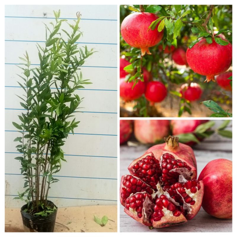 CÂY GIỐNG LỰU ĐỎ HẠT MỀM