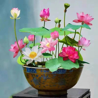 Hạt giống hoa sen Nhật mini mix màu (gói 10hạt)