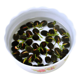 Hạt giống hoa sen Nhật mini mix màu (gói 10hạt)