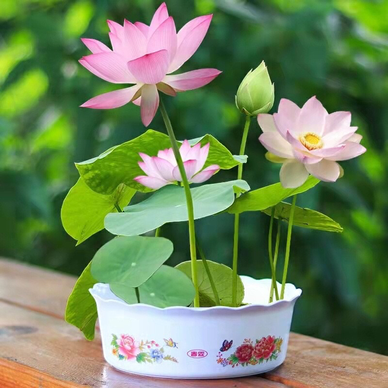 Hạt giống hoa sen Nhật mini mix màu (gói 10hạt)