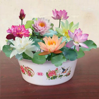 Hạt giống hoa sen Nhật mini mix màu (gói 10hạt)