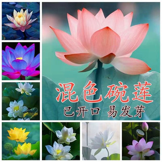 Hạt giống hoa sen Nhật mini mix màu (gói 10hạt)