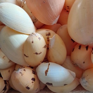 Vỏ Ốc Biển Trái Xoài Trang Trí,Trồng cây