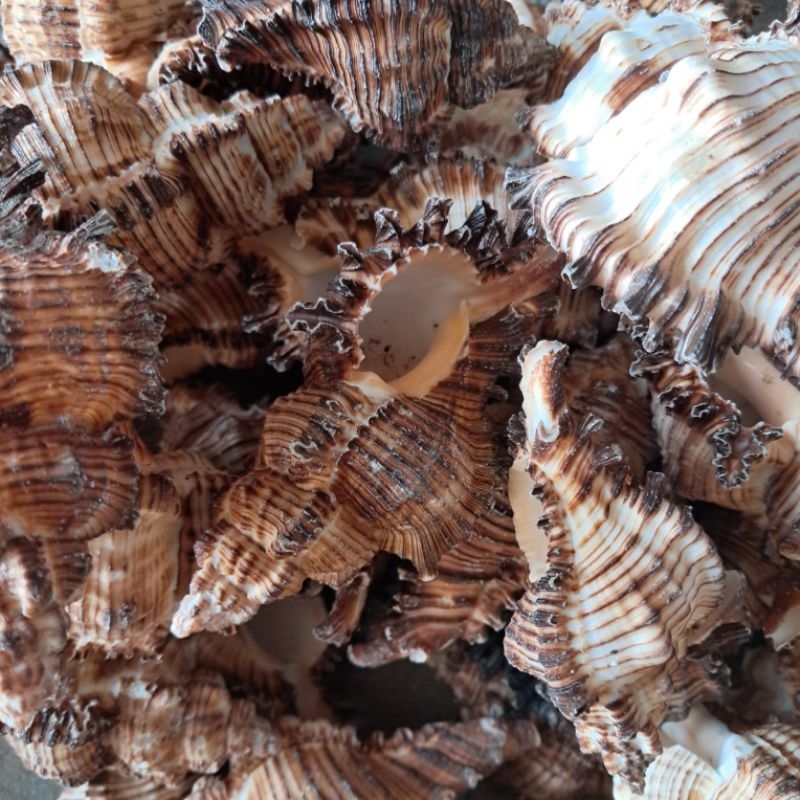 Vỏ Ốc Gai Đen