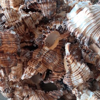 Vỏ ốc gai đen
