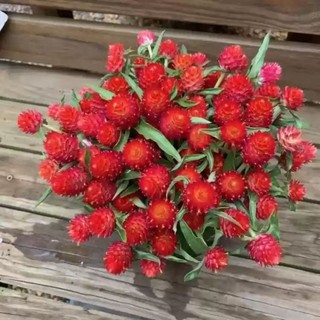 [ Sale 50%] Hạt giống cúc bách nhật Cherry Đỏ_ Cúc nút áo đỏ mảy 90%