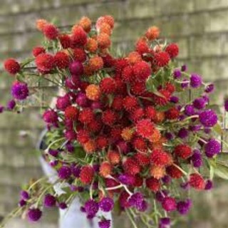 [ Sale 50%] Hạt giống cúc bách nhật Cherry Đỏ_ Cúc nút áo đỏ mảy 90%