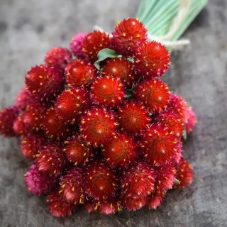 [ Sale 50%] Hạt giống cúc bách nhật Cherry Đỏ_ Cúc nút áo đỏ mảy 90%