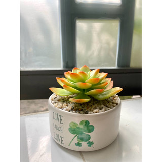 Sen đá đất sét chậu sứ đường kính 10cm