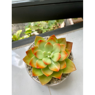 Sen đá đất sét chậu sứ đường kính 10cm