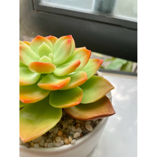 Sen đá đất sét chậu sứ đường kính 10cm