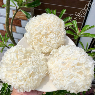 Nấm tuyết bông 50g - 100g nấu chè dưỡng nhan