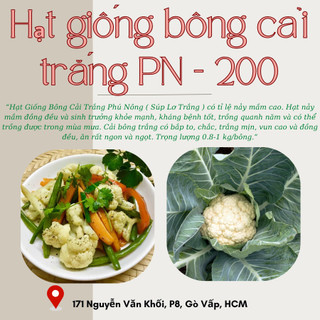 Hạt giống cải bông trắng f1 PN-900 (0.3gr) hạt giống chắc khỏe, tỉ lệ nẩy mầm cao (Vườn Sài Gòn)